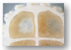 lappeenrannan-lampovoima-blogikuva-biofilmi-kantoainekappaleessa