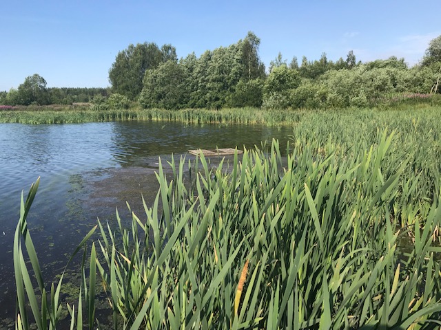 Lampi-VT6-jatevesi-ylivuoto-Korvenkyla