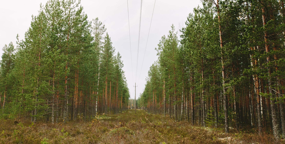 Lappeenrannan Energia - vierimetsän hoito