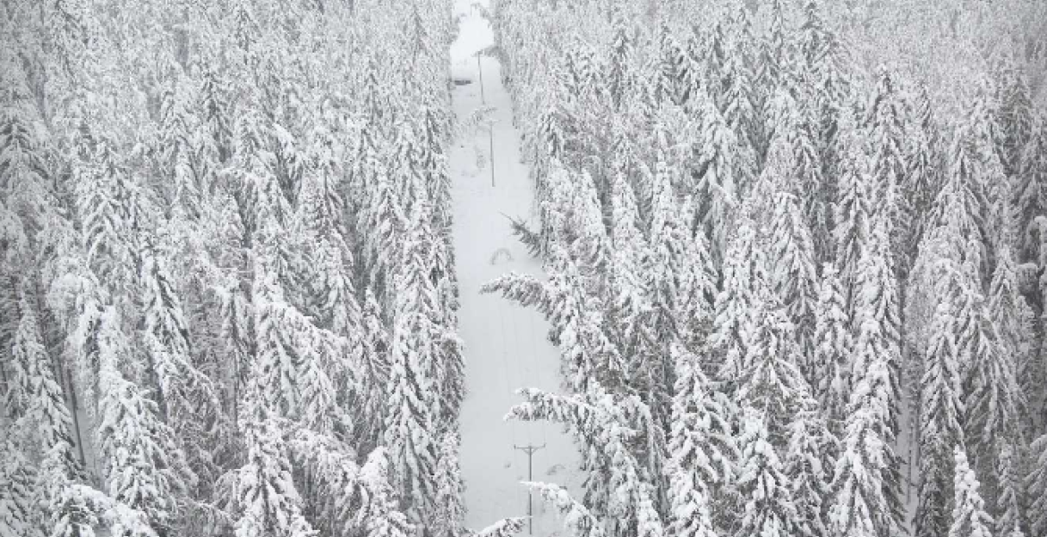 Työ vaarapuiden poistamiseksi Energiaverkoilla jatkuu.